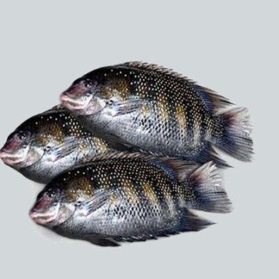 Hongg pearl spot fish 700g