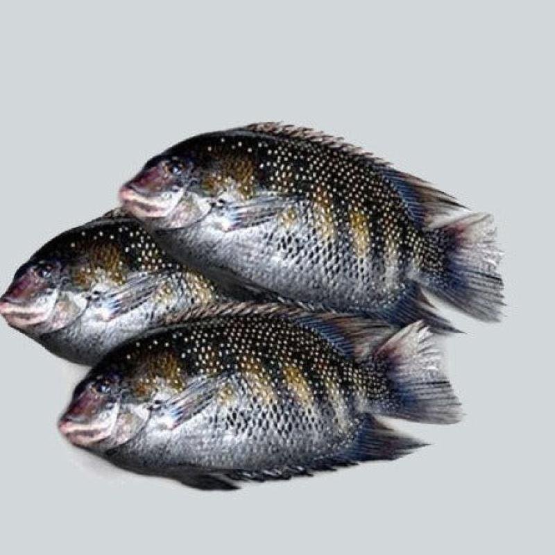 Hongg pearl spot fish 700g