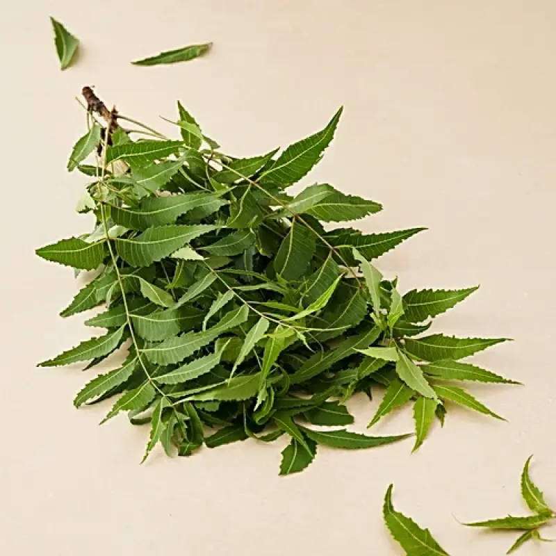 Neem leaves
