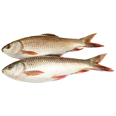 Rohu fish 1 kg