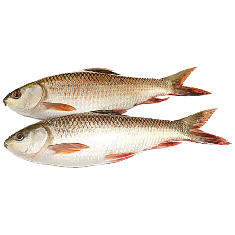 Rohu fish 1 kg