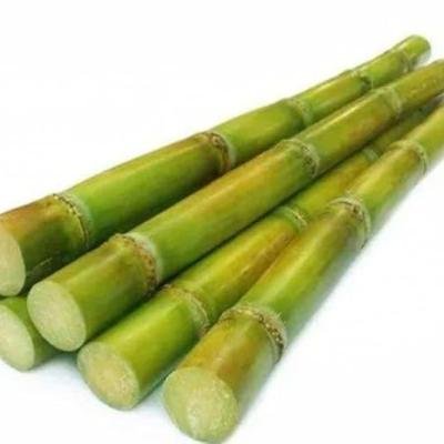 Sugar cane stick